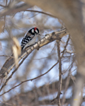 Downy Woodpecker 6542